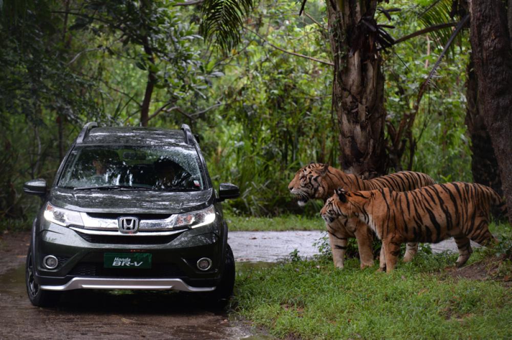 Komentar Honda Soal Anggapan Mobilio dan BR-V Makin Dilupakan Komentar Honda Soal Anggapan Mobilio dan BR-V Makin Dilupakan