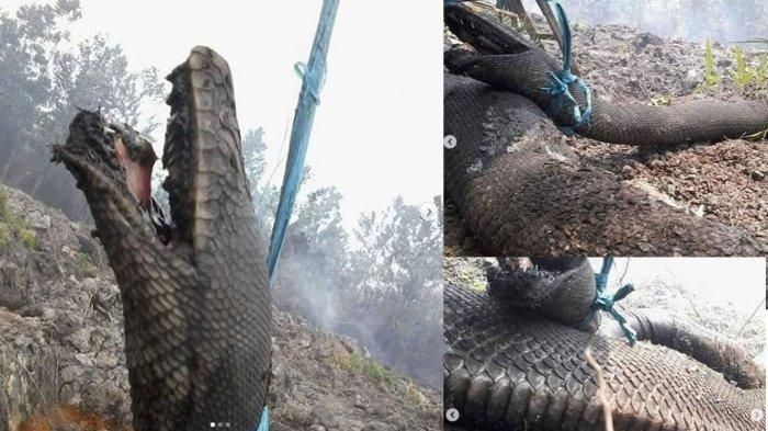 Heboh Ular Piton Hangus Terbakar di Hutan Kalimantan, Bikin Warganet Sedih Heboh Ular Piton Hangus Terbakar di Hutan Kalimantan, Bikin Warganet Sedih