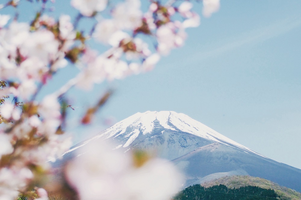 Catat, Ini Tanggal Sakura Bermekaran di Jepang pada 2019 Catat, Ini Tanggal Sakura Bermekaran di Jepang pada 2019