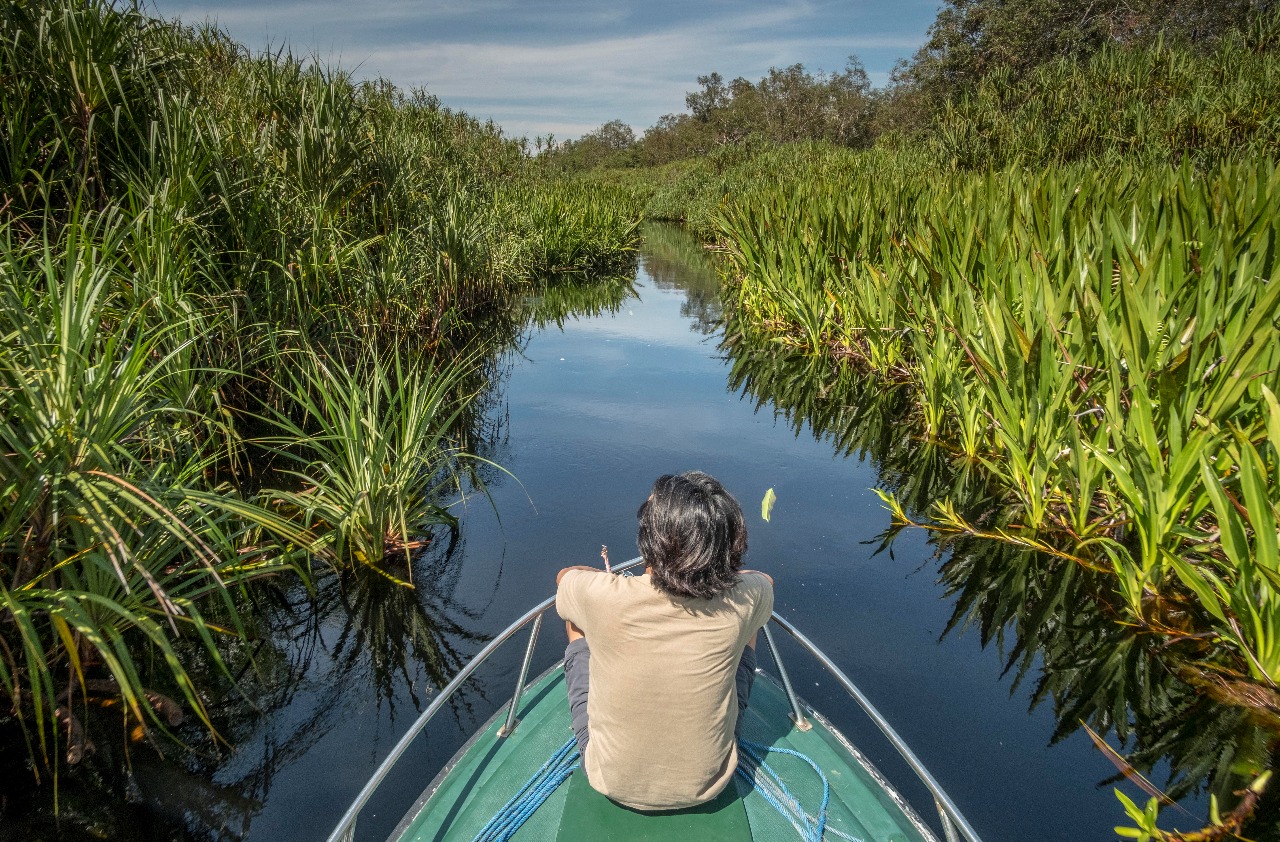 Tanjung Puting Tawarkan Sensasi Susur Sungai Seperti Amazon Tanjung Puting Tawarkan Sensasi Susur Sungai Seperti Amazon