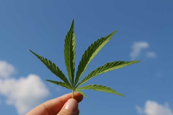 Ini Efek Buruk Pemakaian Ganja Ini Efek Buruk Pemakaian Ganja