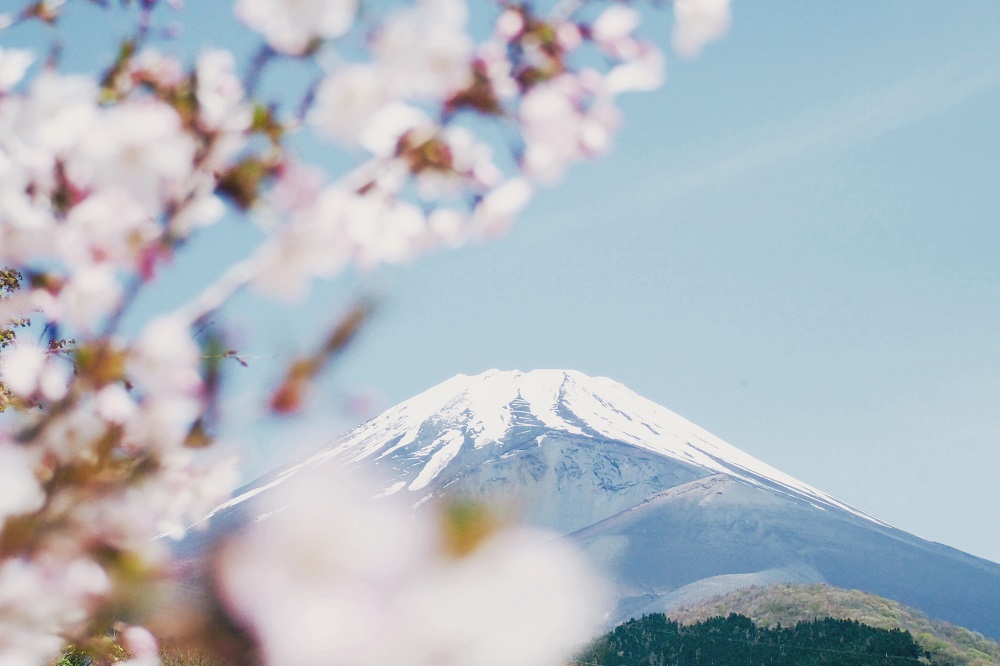 Catat Ini Tanggal Sakura Bermekaran Di Jepang Pada 2019 Uzone