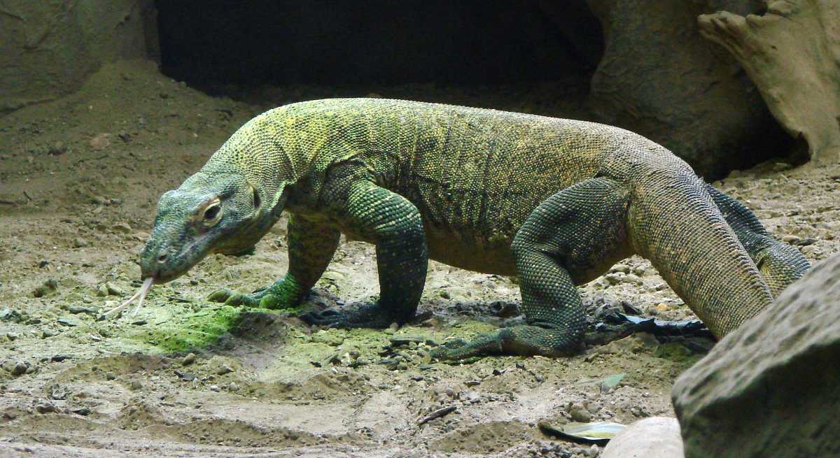 Sabar Ya, Taman Nasional Komodo Ditutup Dulu Selama Setahun Sabar Ya, Taman Nasional Komodo Ditutup Dulu Selama Setahun