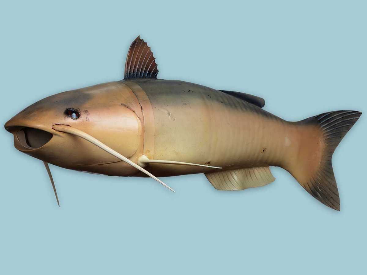 Kenalin! Charlie, Robot Ikan Andalan CIA Kenalin! Charlie, Robot Ikan Andalan CIA