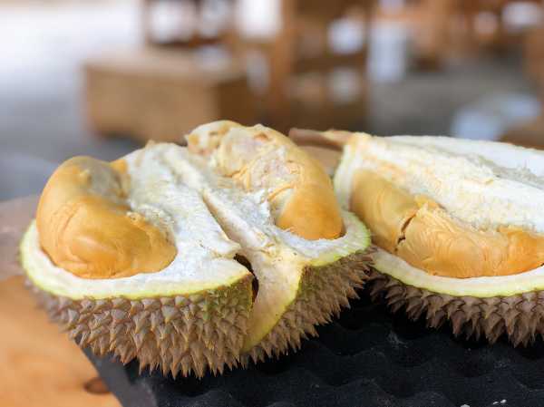 Google Sebut Durian Berasal dari Singapura Google Sebut Durian Berasal dari Singapura