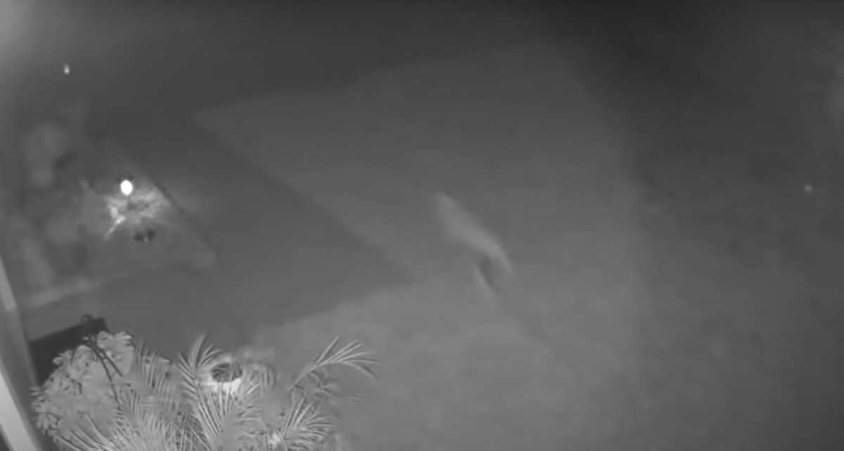 Hewan Mirip Bayi Dinosaurus Tertangkap CCTV Hewan Mirip Bayi Dinosaurus Tertangkap CCTV