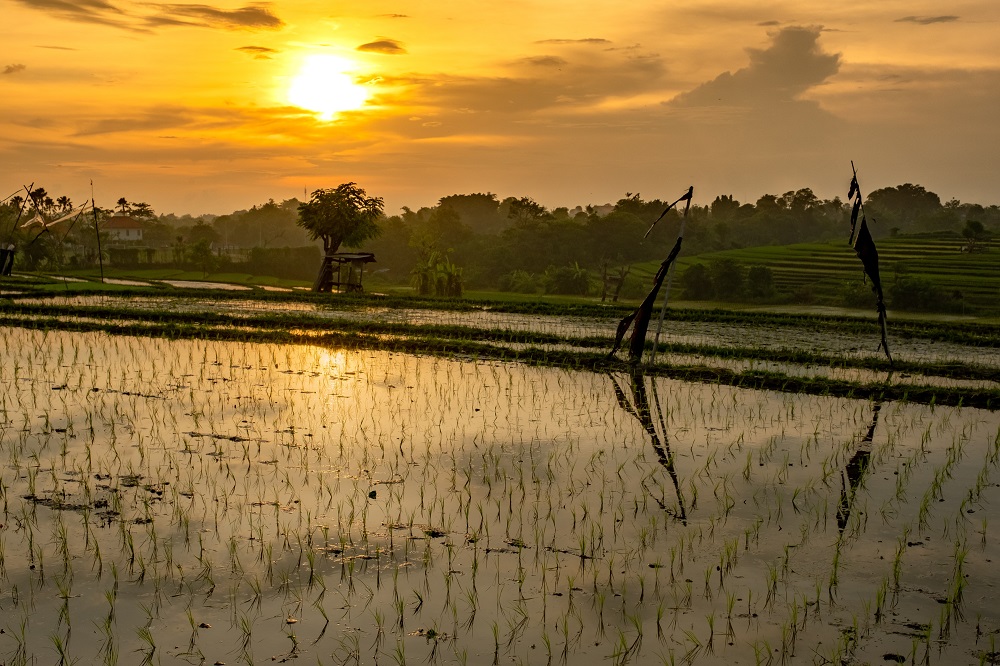 Meneropong Peluang Agritech Indonesia di 2021 Meneropong Peluang Agritech Indonesia di 2021