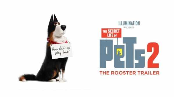 The Secret Life of Pets 2, Cinta Tanpa Syarat Seekor Anjing ke Majikan The Secret Life of Pets 2, Cinta Tanpa Syarat Seekor Anjing ke Majikan