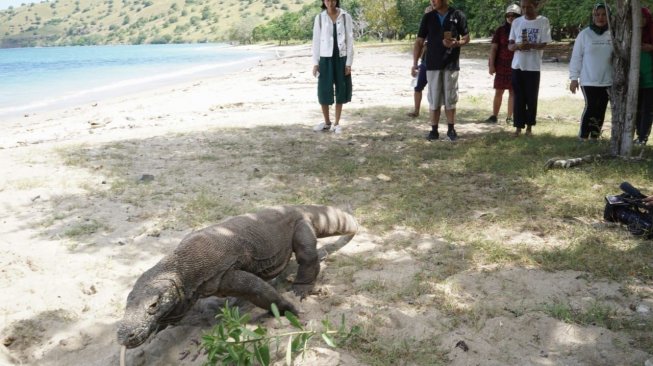 Status Pulau Komodo Ditutup Belum Jelas, Travel Bingung Jual Paket Wisata Status Pulau Komodo Ditutup Belum Jelas, Travel Bingung Jual Paket Wisata