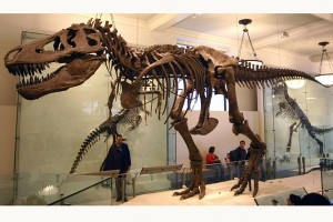 Trix, T.rex asli usia 67 Juta Tahun, Dipamerkan di Paris Trix, T.rex asli usia 67 Juta Tahun, Dipamerkan di Paris
