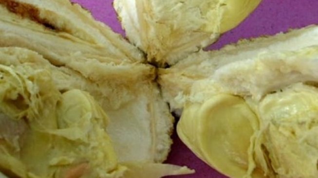 NTB Miliki Varietas Unggulan, Durian Si Gundul Tanpa Duri NTB Miliki Varietas Unggulan, Durian Si Gundul Tanpa Duri