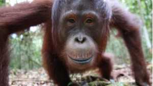 Tak Cuma Manusia, Orangutan di Kalteng Ikut Terserang ISPA Akibat Karhutla