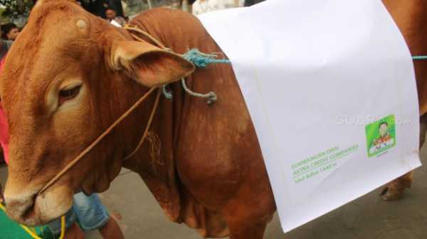 Kurban Sapi Tapi Patungan atau Kambing Sendirian, Lebih Baik Mana? Kurban Sapi Tapi Patungan atau Kambing Sendirian, Lebih Baik Mana?