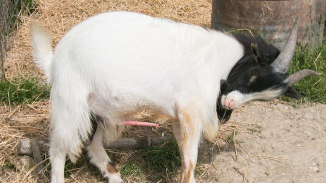 Torpedo Kambing Bisa Tingkatkan Gairah Seksual, Mitos atau Fakta? Torpedo Kambing Bisa Tingkatkan Gairah Seksual, Mitos atau Fakta?