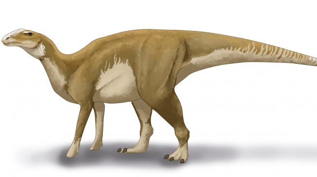 Fosil Dinosaurus Dewa Naga Ditemukan di Jepang Fosil Dinosaurus Dewa Naga Ditemukan di Jepang