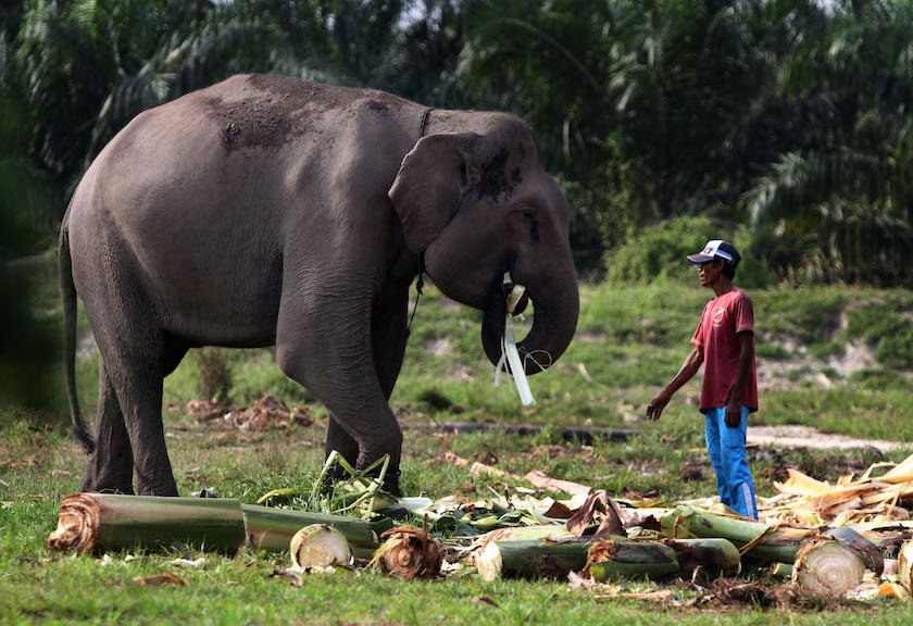 Ini Penyebab Kematian Gajah-Gajah di Aceh Ini Penyebab Kematian Gajah-Gajah di Aceh