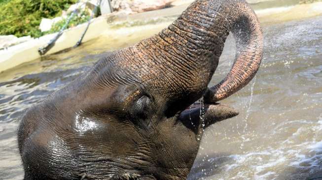 Gajah Gajah