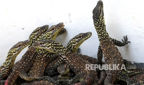 74 Ekor Bayi Komodo Lahir di Kebun Binatang Surabaya 74 Ekor Bayi Komodo Lahir di Kebun Binatang Surabaya
