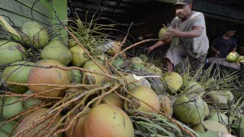 Tak Bisa Hidup Tanpa Kelapa - Uzone