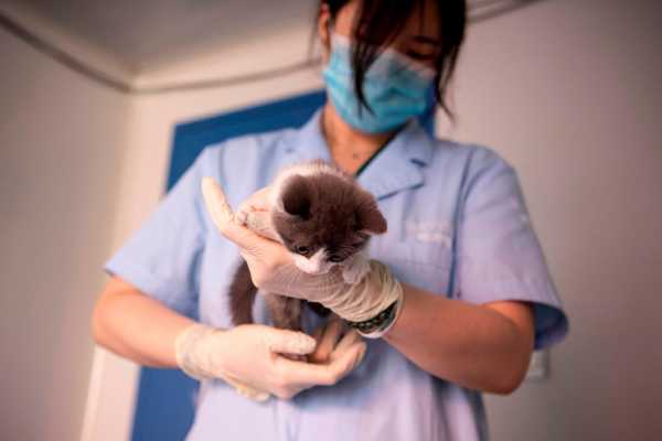 Sudah Mati, Kucing Ini “Dihidupkan” Kembali oleh Ilmuwan China Sudah Mati, Kucing Ini “Dihidupkan” Kembali oleh Ilmuwan China