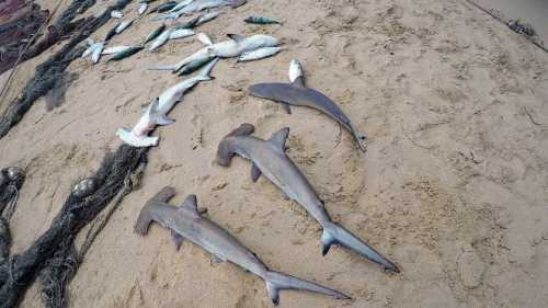 Hampir 100 Hiu Martil Ditemukan Mati di Pantai Hawaii Ada Hampir 100 Hiu Martil Ditemukan Mati di Pantai Hawaii Ada