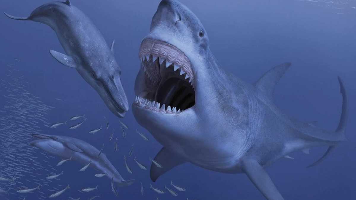 Hiu Raksasa Megalodon Diduga Punah Akibat Ledakan Bintang