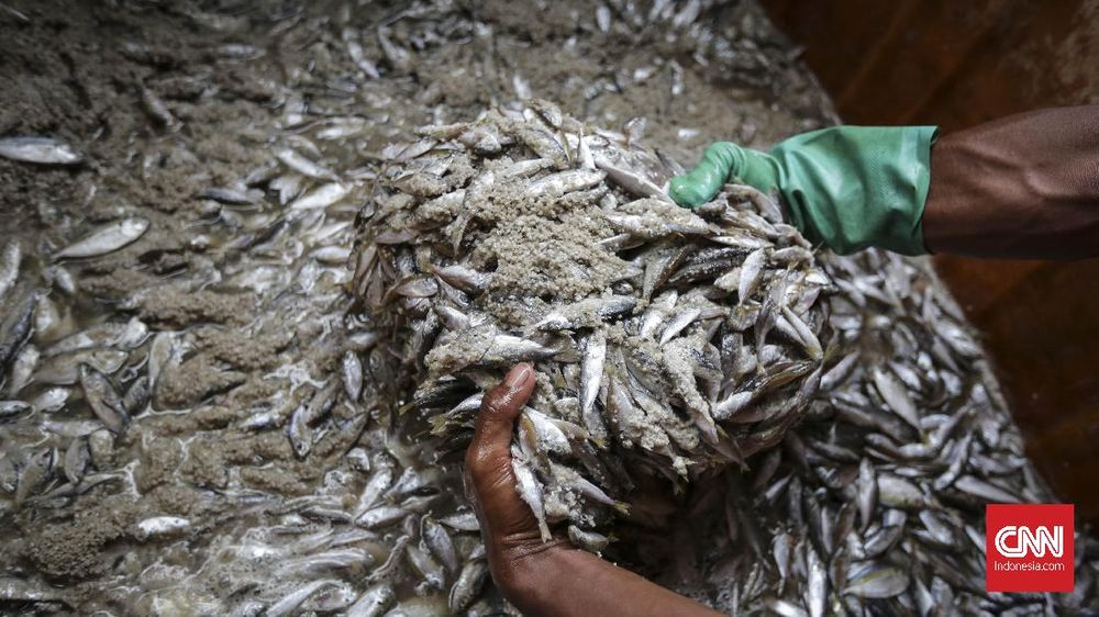 Bahaya Kesehatan di Balik Gurih Ikan Asin Bahaya Kesehatan di Balik Gurih Ikan Asin