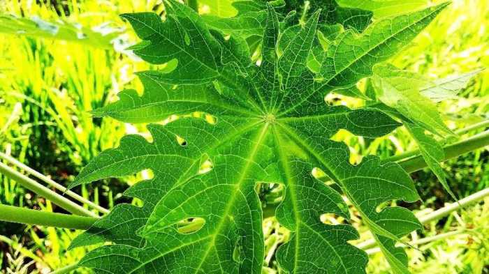 7 Manfaat Daun Pepaya, Atasi Ketombe Hingga DBD 7 Manfaat Daun Pepaya, Atasi Ketombe Hingga DBD