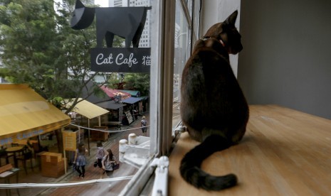 Jepang Miliki Kafe Kucing di Atas Kereta Jepang Miliki Kafe Kucing di Atas Kereta