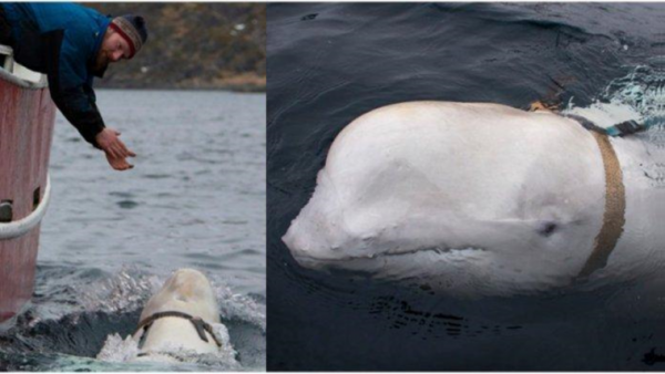 Ditemukan Paus Beluga Memakai Benda Misterius, Diduga Jadi Mata-mata Rusia Ditemukan Paus Beluga Memakai Benda Misterius, Diduga Jadi Mata-mata Rusia