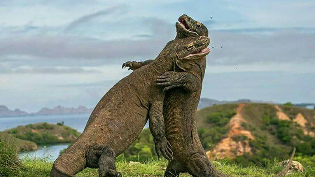 Selamat, Pulau Komodo Masuk 10 Besar Destinasi Terbaik di Asia Selamat, Pulau Komodo Masuk 10 Besar Destinasi Terbaik di Asia
