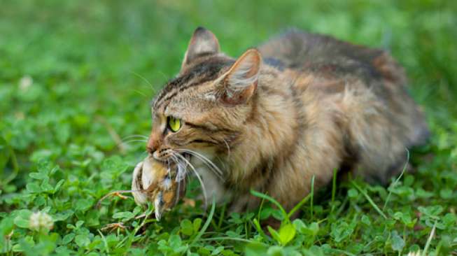 Tak Mau Kehilangan, Pria Ini Rela Bayar Ratusan Juta Hidupkan Kucing Mati Tak Mau Kehilangan, Pria Ini Rela Bayar Ratusan Juta Hidupkan Kucing Mati
