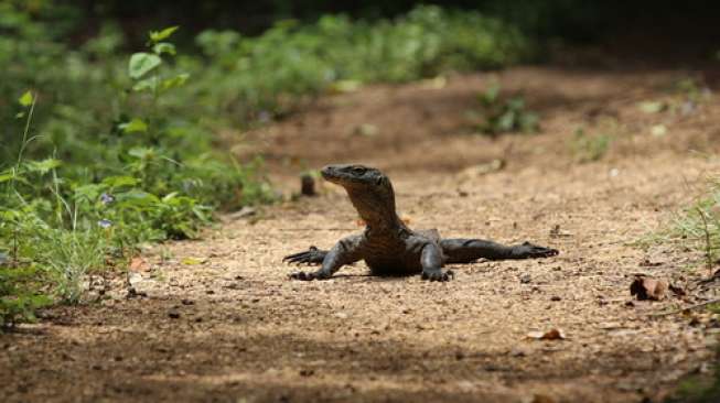 Pertama Kali 14 Telur Komodo Menetas di TSI Pertama Kali 14 Telur Komodo Menetas di TSI