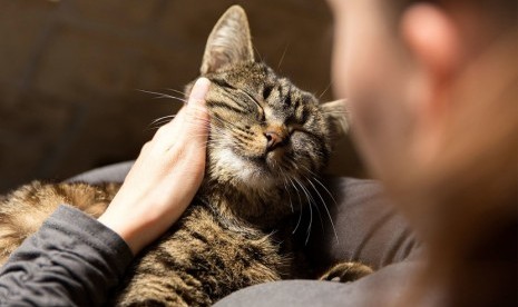 Perempuan Bisa Lebih Sehat dengan Memelihara Kucing Perempuan Bisa Lebih Sehat dengan Memelihara Kucing