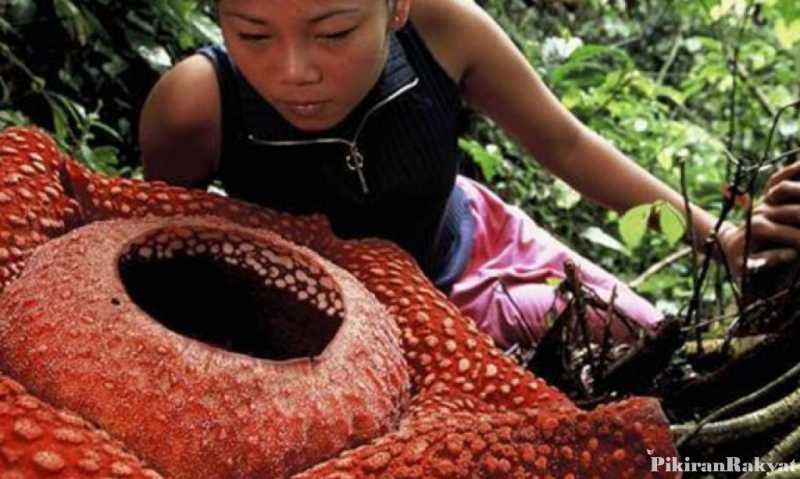 10 Fakta tentang Rafflesia  arnoldii Bunga  Langka  Berbau 