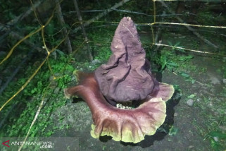 Heboh, Bunga Bangkai Ditemukan di Medan Tembung Heboh, Bunga Bangkai Ditemukan di Medan Tembung