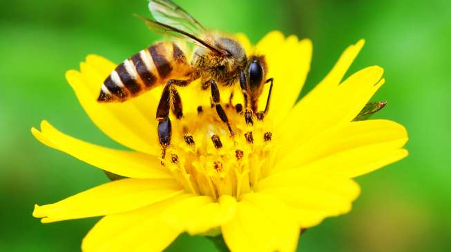 Robot Lebah Ini Bisa Bantu Penyerbukan Uzone