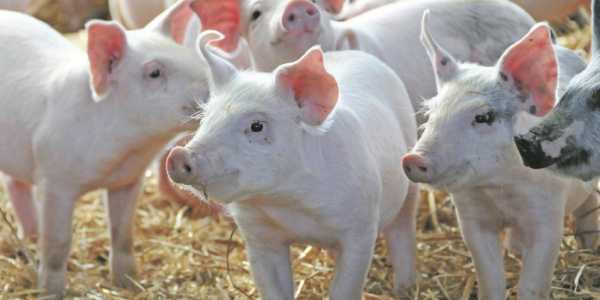 Ilmuwan: Suatu Hari, Jantung Babi Berdetak di Tubuh Manusia
