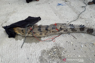 Buaya muara dievakuasi dari kolam warga Kampar Buaya muara dievakuasi dari kolam warga Kampar