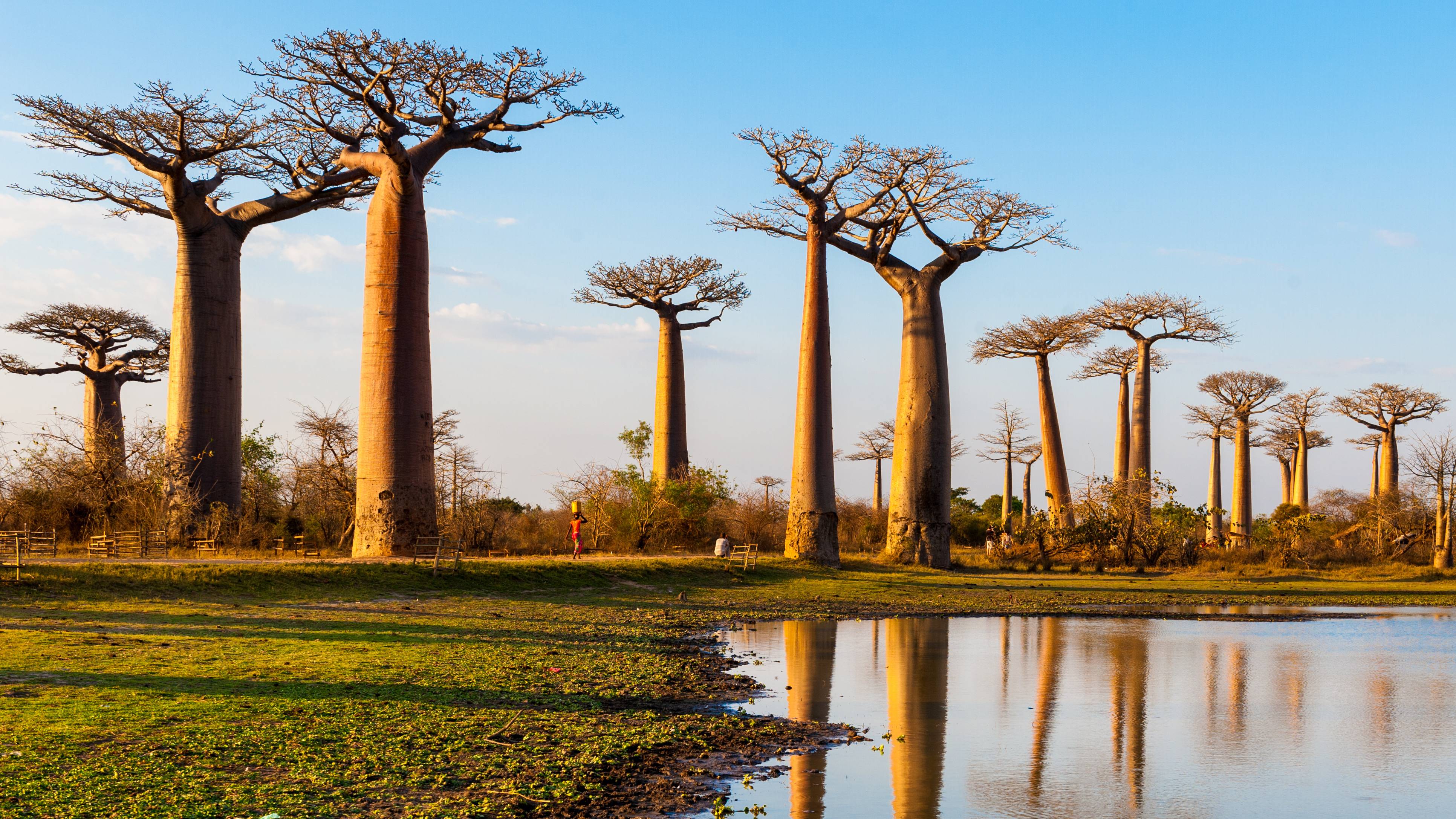 Pohon-Pohon Baobab Kuno di Afrika Mati secara Misterius - Uzone