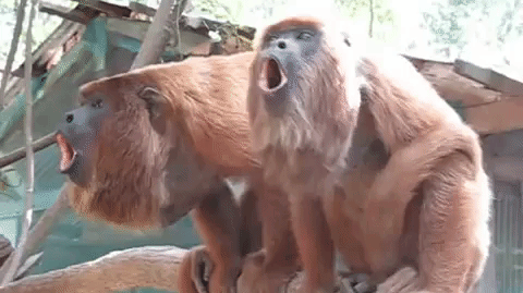 Studi: Monyet yang Teriak Lebih Keras Punya ‘Biji’ Lebih Kecil Studi: Monyet yang Teriak Lebih Keras Punya ‘Biji’ Lebih Kecil